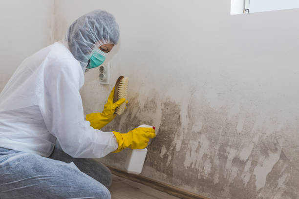 Best Crawl Space Mold Removal  in Wilton, CA