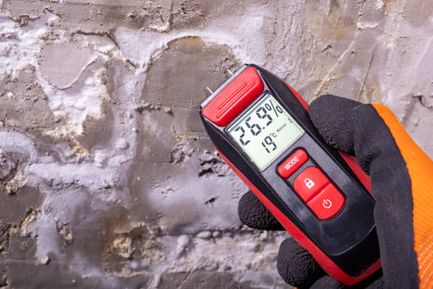 Best Same-Day Mold Removal  in Wilton, CA