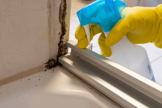 Best Same-Day Mold Removal  in Wilton, CA