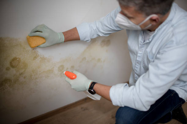 Best Mold Damage Repair  in Wilton, CA