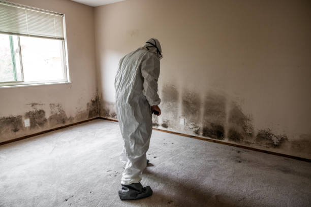 Best Office Mold Removal Services  in Wilton, CA