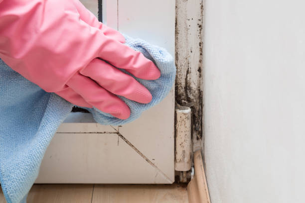 Best Mold Removal and Inspection  in Wilton, CA