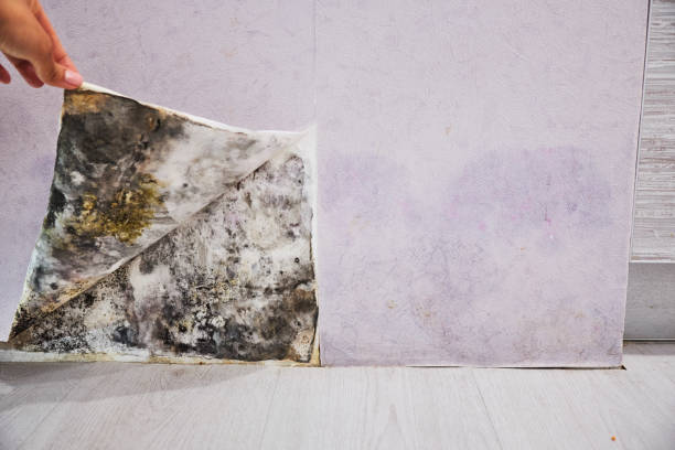 Best Local Mold Removal Service  in Wilton, CA